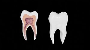 High-quality 3D tooth cross-section animation showcasing detailed dental anatomy and structure. Perfect for educational, medical, and promotional purposes, this realistic dental visualization enhance