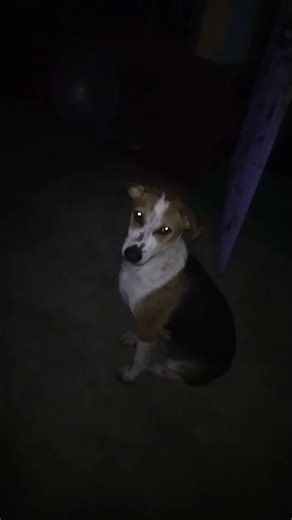 briste kalu amader bari te duku poreche 😍 #love #shorts #shortvideo #dog #animals