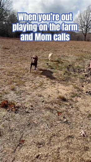 Learning how to be a farm dog is hard work! 😉 #animalshorts #farmlife