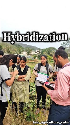 Hybridization in maize plant 🌽🌾 #hybridization #maize #plants #agriculture @BScAgriculture9