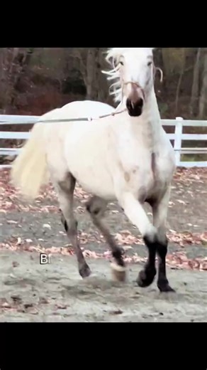 2.7K views · 49 reactions | Blue Eyed Friesian x Appaloosa Stallion  | Decadent Colored Sport Horses | Facebook