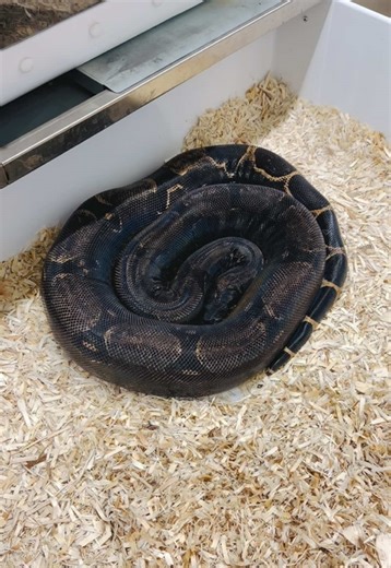 🖤Gravid Swedish Red Pastel IMG Jungle het Sharp paired with an IMG Motley Parahet het Blood 🩸 #snakecountry #imgboa #imgjungle #imgmotley #imgboaconstrictor