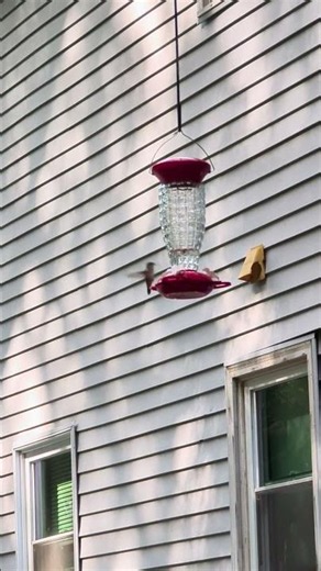 The Humming bird Cutest Visitor Ever at My Home!🥀#hummingbird