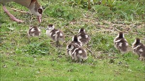 63K views · 1.5K shares | Egyptian Goose (Alopochen aegyptiacus) with eight goslings. In the Netherlands. A short video I made today. © Birdfun. | Birds | Facebook