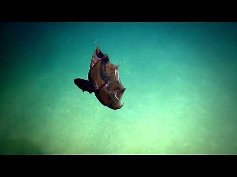 Enigmatic Vampire Squid - 2014 | Nautilus Live (Remastered!)