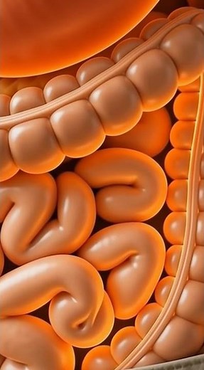 How Food Breaks Down in Your Stomach | Realistic 3D Digestive System