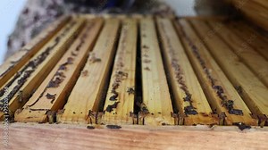 Showing the inside of a homemade beehive with 10 frames inside
