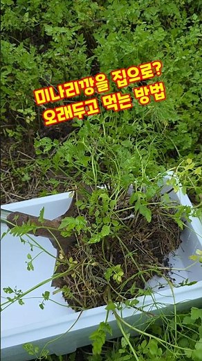 미나리깡을 집으로? 미나리 오래두고 먹는 방법 충북괴산 청정자연 자팜쿡 #shorts