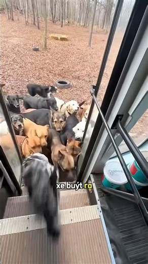 Người phụ nữ đưa đàn chó của mình đi dạo #shorts