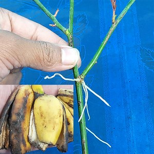2.1M views · 23K reactions | How to propagate rose plant with banana peels liquid for many roots | Rana Craft | Facebook