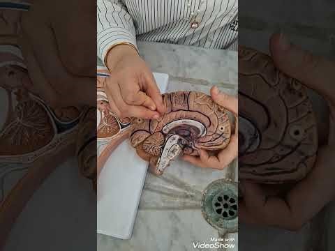 Practical/ diencephalon