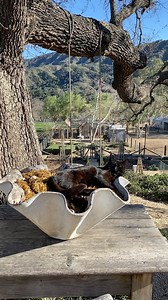 The best part of living on Patina Farm is the ability to walk out my back door and change my focus. Inside the house I might be obsessing about our clients’ installation, but the minute I walk outside, the animals welcome me to their world. Clyde has mastered a balanced approach to life. He does a wonderful job keeping the rodents away, but he also takes time off to relax in the sun in his new favorite place. Our little herd of sheep have their routine as well, making their way back up to the ba