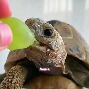 The little girl bought a turtle but didn't keep it at home#pets #pet #animals #cuteanimals