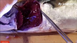 Dissection de la tête de poisson.mp4