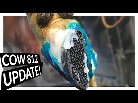 DEAD COW WALKING .... 1 COW'S LONG ROAD TO RECOVERY