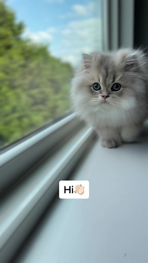 Meet the Adorable Persian Cats of Christy Paw Persians