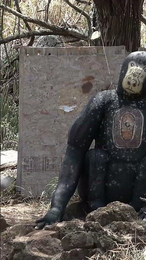 I shot a gorilla with a BOW in HAWAII (ft. ‪@PrivilegedBowhunter‬ )