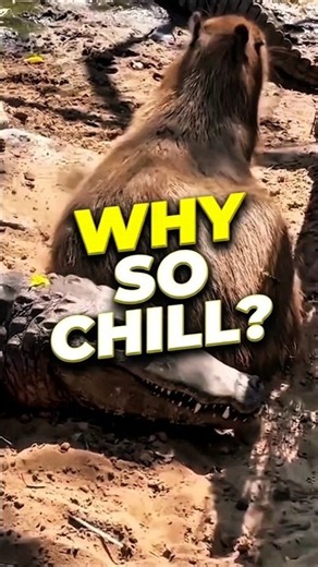 Why Are Capybaras Friends With Everyone? 🐊