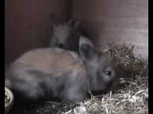 Lovely Sooty Fawn Angora Rabbit Kits