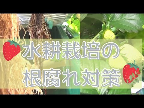 水耕栽培の根腐れ対策はコレをする！