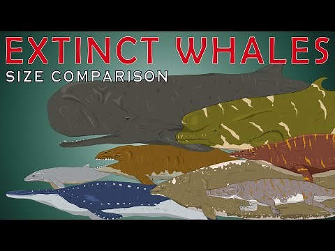 Extinct Whales Size Comparison (Livyatan melvillei, Basilosaurus, Perucetus colossus, Dorudon)