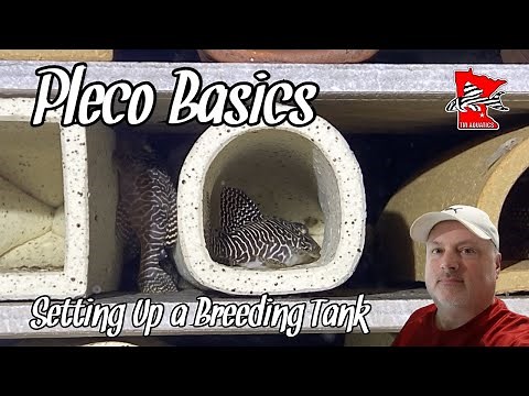 How To Set Up a Pleco (Breeding) Tank