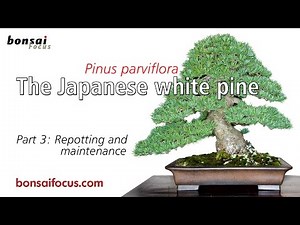 The Japanese white pine Part 3: Repotting and Maintenance