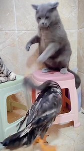 Panorama Gif on Reels