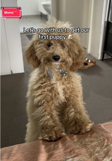 Meet momo, our furry best friend❤️🥺#CapCut #pet #puppy #furrylove #momo #firstpuppy #puppylove #puppymom #fyp #🇳🇵 @Whyyyyme