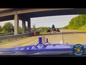 Officials chase after runaway cow in Michigan