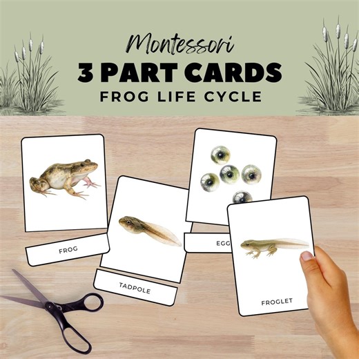 Frog Life Cycle Montessori 3-Part Cards, Elementary Biology Vocabulary, Early Literacy Cards, Homeschool Printable, Amphibian Animal Science