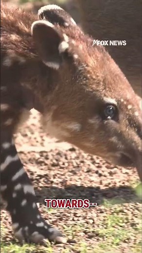 FIRST LOOK: A baby Baird's Tapir makes adorable zoo debut! #zoo #shorts #animals #debut #houston