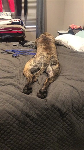 BUNS!!!!🤪 #englishmastiff #em #buns #mastiff #squishy #fyp #fypシ #fypage #woof #bear #lapdog #bigdog #dogsoftiktok #hercules #dogsoftiktokviral #sandlot #dogsoftiktokviral🐶🦮 #sweetboy #bigbaby #mastiffsoftiktok #mastiffs #mastifflover #squishyface #jowls #buns #findyourgrace