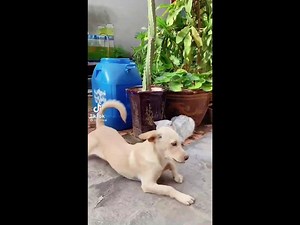 Best Funniest Animal Prank 2021 | Funny Animal Videos