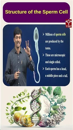 Structure of the sperm cell | T-SAT