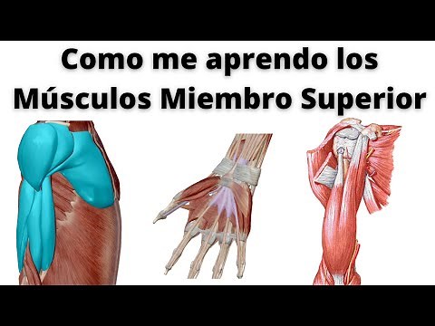 HOW TO LEARN THE MUSCLES OF THE UPPER LIMB