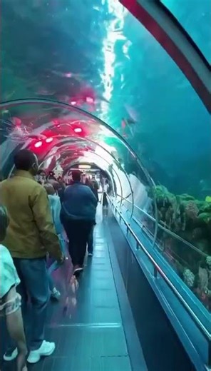 當海底隧道玻璃裂開的那一刻！觀眾全場驚呼 “Oh My God”｜When the Ocean Tunnel Cracks — Shark Attack Begins! 🦈