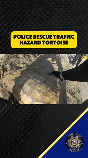 22K views · 300 reactions | Never know what you'll encounter on patrol! On October 8, Buckeye police responded to a reported traffic hazard near Watson and Lower Buckeye. Turns out a giant tortoise was in the road. Officers worked together to safely load the animal into a truck bed. They made attempts to locate an owner with no luck. Buckeye police thank the Phoenix Herpetological Sanctuary for assuming care. | Buckeye AZ Police Department | Facebook