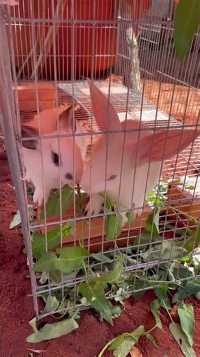 Cute Rabbits Eating Fresh Leaves | Peaceful Farm Life at Little Farm Diary Vietnam