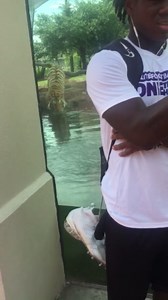 Tiger Slowly Creeps Up Behind Visitors