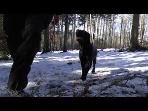 Passt ein Labrador Retriever zu mir? Rassedetails