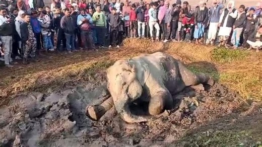 Dooars Train Elephant Collision Death: ডুয়ার্সে ট্রেনের ধাক্কায় হাতির মৃত্যু, পা ভেঙে মর্মান্তিক কান্না আরেকটির