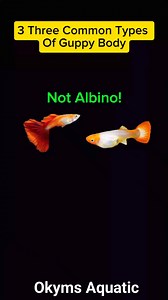 3 Common Types Of Guppy Body #rareguppies #guppy #guppies #guppyfish #guppyfarm #guppyphilippines #guppybreeder #guppybreeding #guppiesfish #Viral #trending #aquariumhobby #aquariumfish #aquarium | Jovanie Tampus Delos Santos