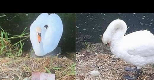 Mother swan dies of 'heartbreak' after teenagers smash her nest, see how netizens reacted