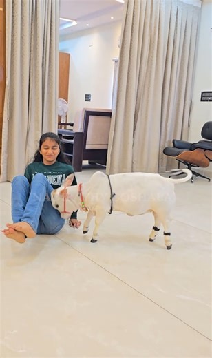 Nadipathy Cows on Instagram: ""Kanha mere gharpe. 🦚🏠" - little gopala at home 🏠❤️ . . . . . . . ✦ Nadipathy Goshala (Home for the world’s shortest cows ). Nadipathy Village, Lingamparthi, Yeleswaram (M), Kakinada Dist, Andhra Pradesh, India 📍 Location: https://maps.app.goo.gl/ymRArQXSofDuiG2UA 📞 Call / WhatsApp: 88850 11323 (Hindi, English, Telugu) 88850 11321 (Hindi, English, Telugu) 88860 11321 (Kannada) 88850 11322 • 88850 11320 94910 23454 • 94910 23456 . 8886011320 #kanhameregharpe #na