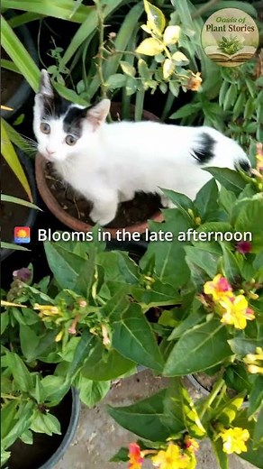 The Plant That's Been Timing Itself Perfectly #flowers #nature #plants
