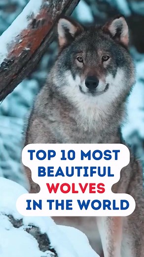 Top 10 Most beautiful Wolves in the World #foryou #foryoupage #fyp #tiktokviral #Qktv #wolves