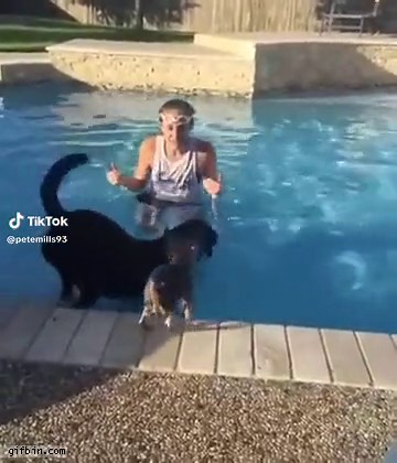 Dog Jumping Compilation: Funny Videos of Small Dog Jumping on Larger Dog