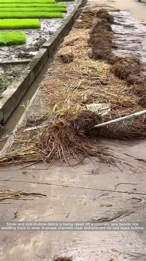 Clearing Straw Windrows to Keep Rice Nursery Drainage Flowing