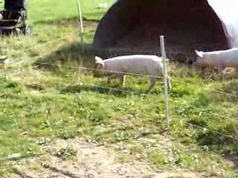 pigs electric fence2